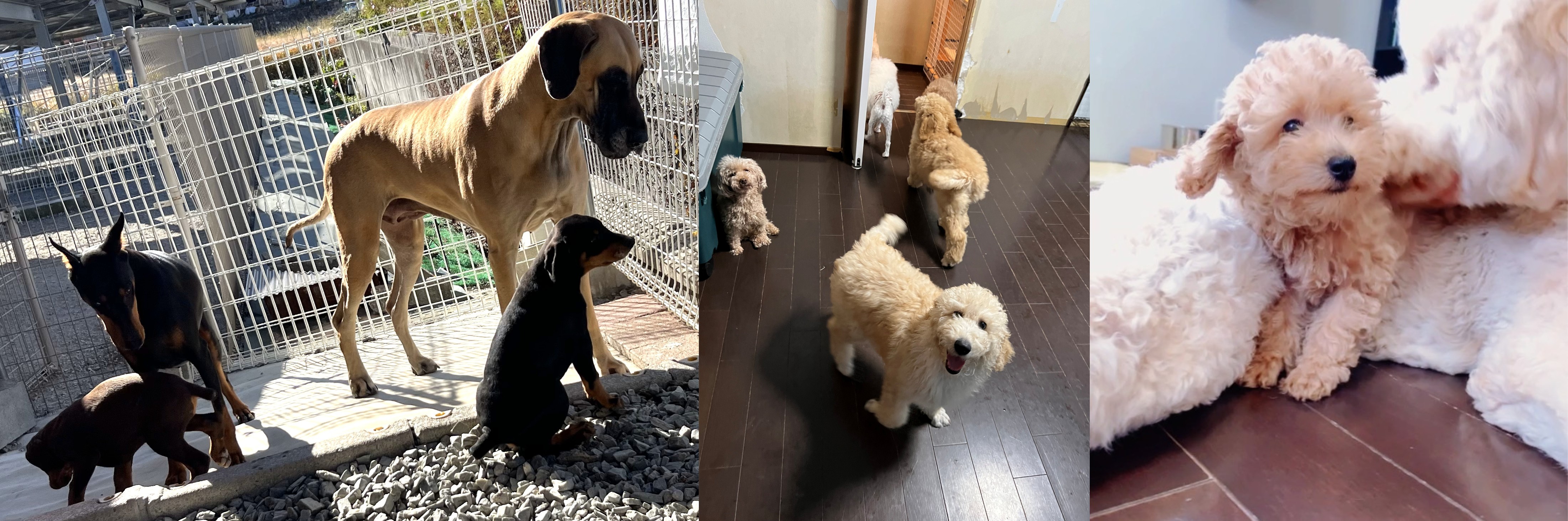 徳島のシュトラールケンネルにおけるケアの様子