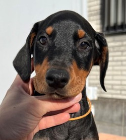 徳島|シュトラールケンネル|ドーベルマン|アンナ