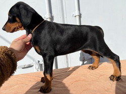 徳島|シュトラールケンネル|ドーベルマン|アンナ