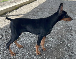 徳島|シュトラールケンネル|ドーベルマン|アンナ