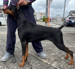 徳島|シュトラールケンネル|ドーベルマン|アンナ