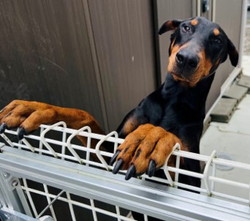 徳島|シュトラールケンネル|ドーベルマン|アンナ