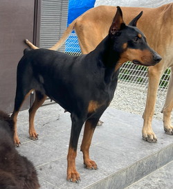 徳島|シュトラールケンネル|ドーベルマン|エルフ