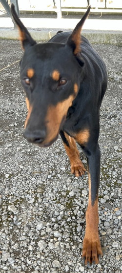 徳島|シュトラールケンネル|ドーベルマン|エルフ