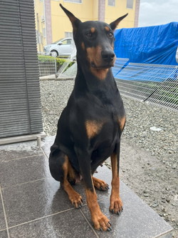 徳島|シュトラールケンネル|ドーベルマン|エルフ