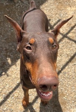 徳島|シュトラールケンネル|ドーベルマン|ラルジュ