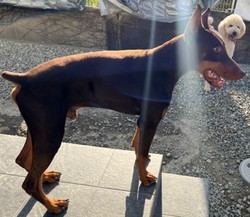 徳島|シュトラールケンネル|ドーベルマン|ラルジュ