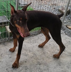 徳島|シュトラールケンネル|ドーベルマン|ラルジュ