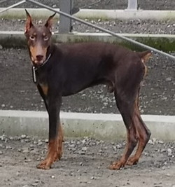 徳島|シュトラールケンネル|ドーベルマン|ラルジュ