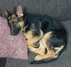 徳島|シュトラールケンネル|ジャーマンシェパード|ナノ