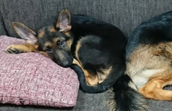 徳島|シュトラールケンネル|ジャーマンシェパード|ナノ