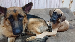 徳島|シュトラールケンネル|ジャーマンシェパード|ナノ