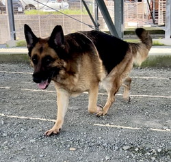 徳島|シュトラールケンネル|ジャーマンシェパード|ナノ