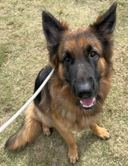 徳島|シュトラールケンネル|ジャーマンシェパード|ニーナ