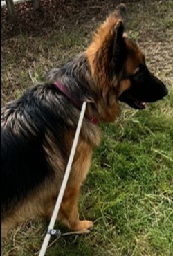 徳島|シュトラールケンネル|ジャーマンシェパード|ニーナ