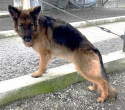 徳島|シュトラールケンネル|ジャーマンシェパード|ニーナ