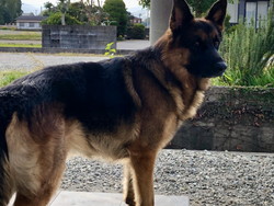 徳島|シュトラールケンネル|ジャーマンシェパード|ゼクス