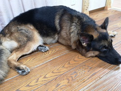 徳島|シュトラールケンネル|ジャーマンシェパード|ゼクス