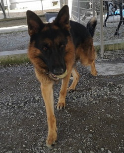 徳島|シュトラールケンネル|ジャーマンシェパード|ゼクス