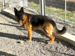 徳島|シュトラールケンネル|ジャーマンシェパード|ゼクス