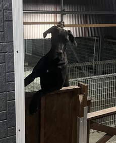 徳島|シュトラールケンネル|グレートデン|マーラ