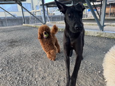 徳島|シュトラールケンネル|グレートデン|マーラ