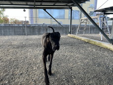 徳島|シュトラールケンネル|グレートデン|マーラ