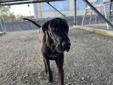 徳島|シュトラールケンネル|グレートデン|マーラ