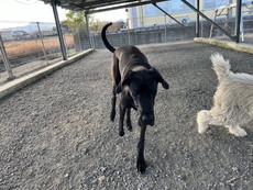 徳島|シュトラールケンネル|グレートデン|マーラ