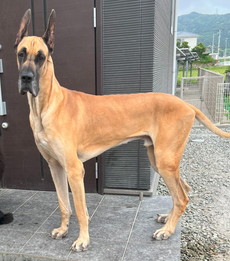 徳島|シュトラールケンネル|グレートデン|ペタ