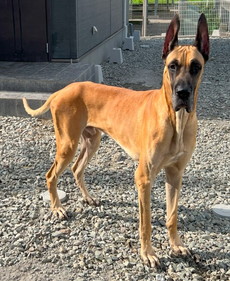 徳島|シュトラールケンネル|グレートデン|ペタ