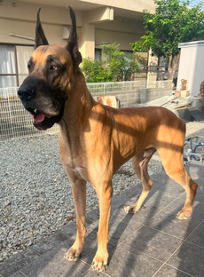 徳島|シュトラールケンネル|グレートデン|ペタ