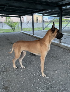 徳島|シュトラールケンネル|グレートデン|ペタ