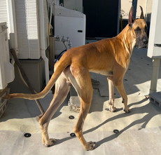 徳島|シュトラールケンネル|グレートデン|ペタ