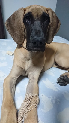 徳島|シュトラールケンネル|グレートデン|テラ