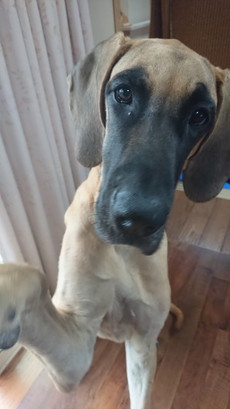 徳島|シュトラールケンネル|グレートデン|テラ