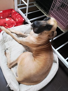 徳島|シュトラールケンネル|グレートデン|テラ