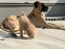 徳島|シュトラールケンネル|グレートデン|テラ