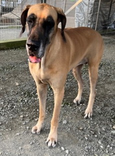 徳島|シュトラールケンネル|グレートデン|テラ