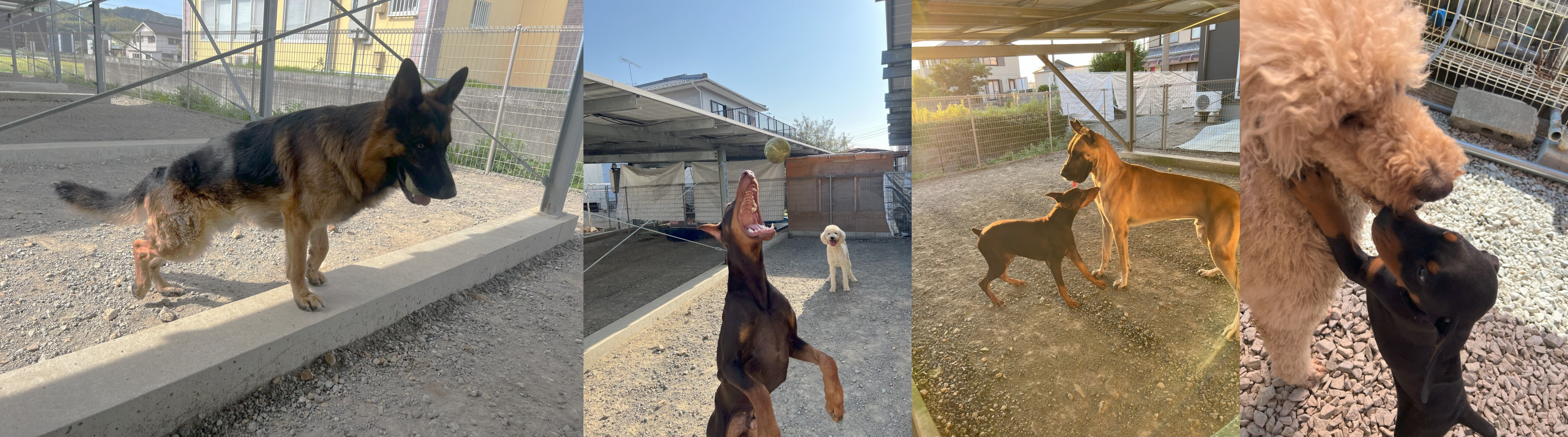 徳島のシュトラールケンネルの親犬