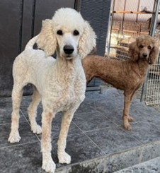 徳島|シュトラールケンネル|スタンダードプードル|ビアンカ