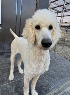 徳島|シュトラールケンネル|スタンダードプードル|ビアンカ