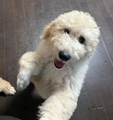 徳島|シュトラールケンネル|スタンダードプードル|ビアンカ