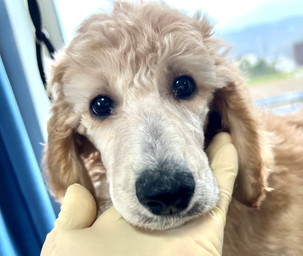 徳島|シュトラールケンネル|スタンダードプードル|ドーラ