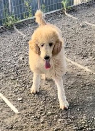 写真徳島|シュトラールケンネル|スタンダードプードル|ドーラ