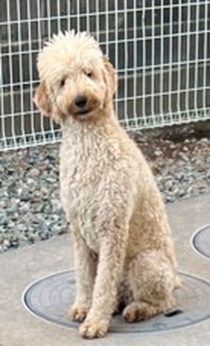 徳島|シュトラールケンネル|スタンダードプードル|ドーラ