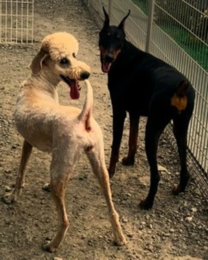 徳島|シュトラールケンネル|スタンダードプードル|ドーラ