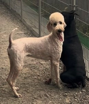 徳島|シュトラールケンネル|スタンダードプードル|ドーラ