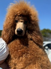 徳島|シュトラールケンネル|スタンダードプードル|リュック