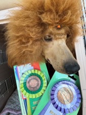 徳島|シュトラールケンネル|スタンダードプードル|リュック